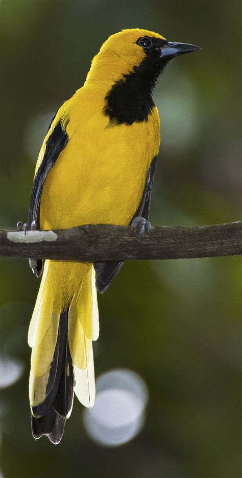 Yellow-tailed Oriole - Owen Deutsch Photography