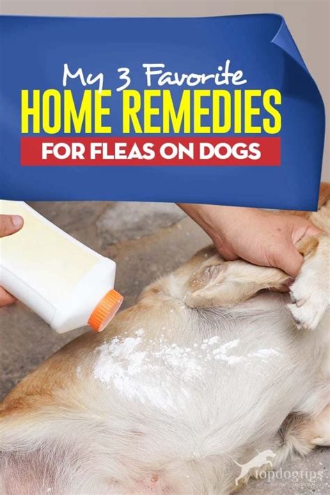 My 3 Favorite Home Remedies for Fleas on Dogs (Natural and Safe)