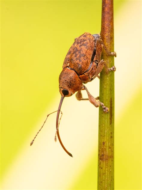 Acorn Weevil [OC] : r/weeviltime