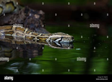 Burmese Python Python Snake molurus bivittatus Stock Photo - Alamy