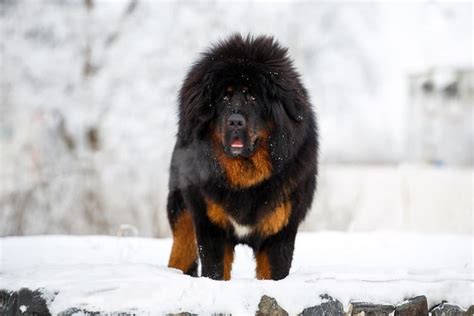 Tibetan Mastiff Temperament (Meet The Imposing Giant)