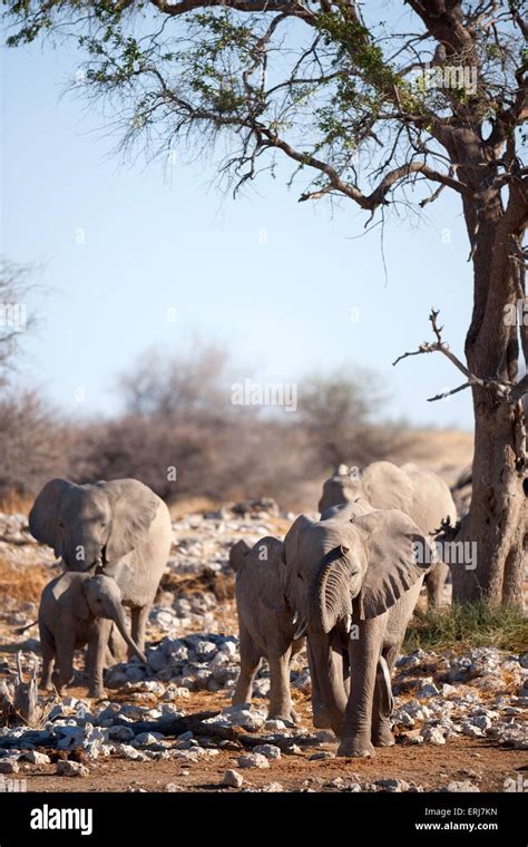 herd of elephants Stock Photo - Alamy