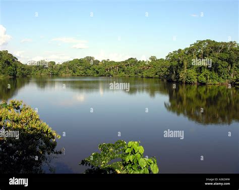 Amazon Rainforest Ecuador Stock Photo - Alamy