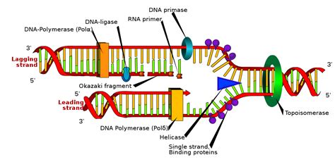 Rna primer