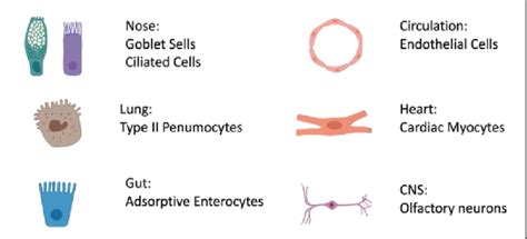 Identification of ACE2 receptors on many other cells (humans). The ...