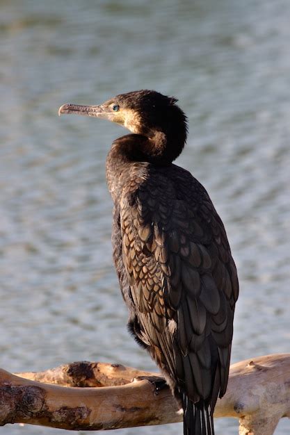 Premium Photo | Cormorant