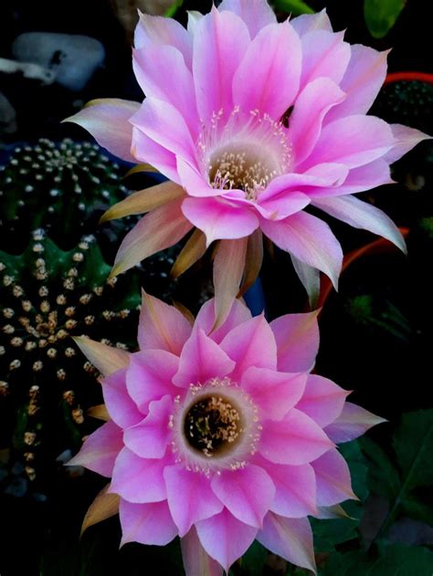 Pin on Cactus flowers | Planting bulbs, Cactus flowers, Bloom