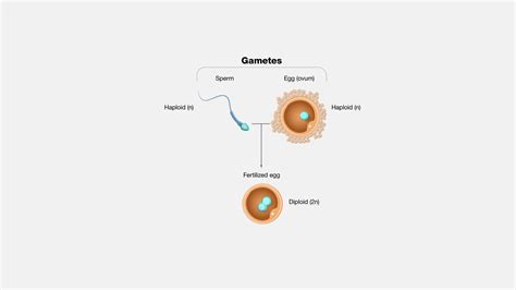 Genetic Makeup Of Gametes - Mugeek Vidalondon