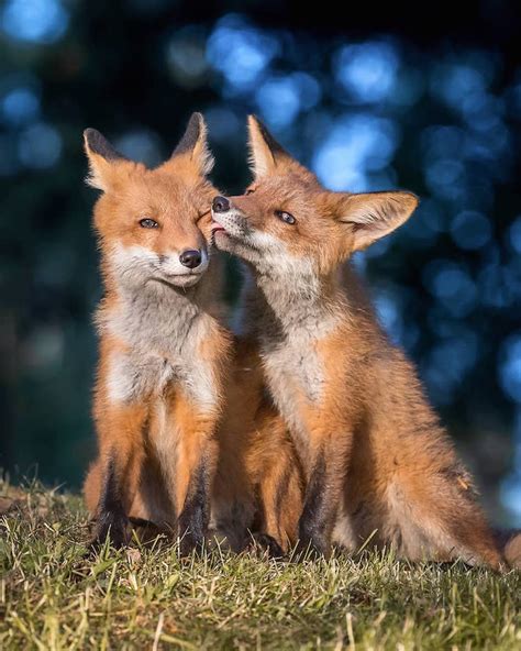 Photographer Captures Enchanting Photos of Finland’s Forest Animals