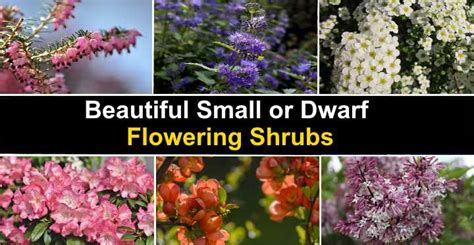 37 Small Or Dwarf Flowering Shrubs (Pictures And Names), 53% OFF