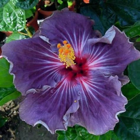 Rare Purple Hibiscus 20 Seeds Giant Hibiscus Flower Purple | Etsy