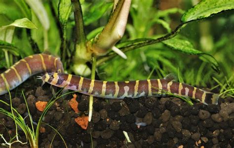 Kuhli Loach Breeding Guide (From A to Z) - Avid Aquarist