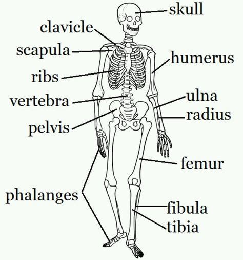 Pin by Tka Palmer on STEAM skeleton | Skeletal system activities, Human ...