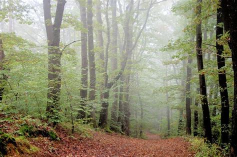 Foggy forest in autumn stock photo. Image of scary, foggy - 139923742