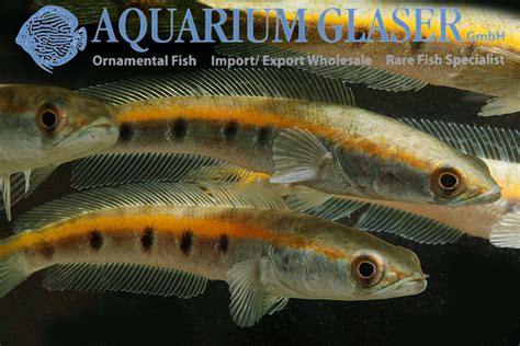 Channa marulius - Aquarium Glaser GmbH