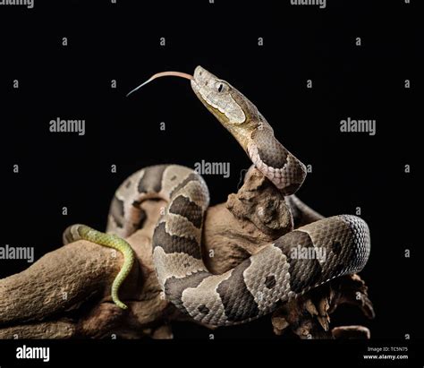 Juvenile Copperhead, Agkistrodon contortrix Stock Photo - Alamy