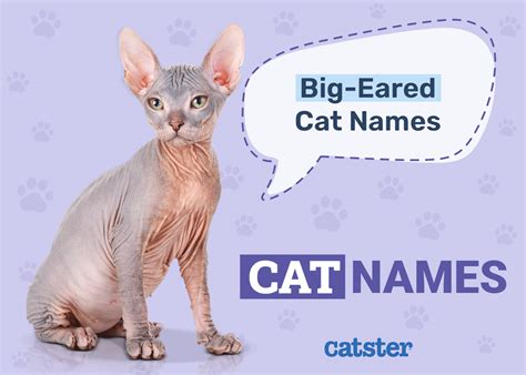 190+ Big-Eared Cat Names: Creative and Funny Ways to Call Your Pet ...