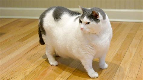 The Fat Cat - Overweight Felines and What You Can Do - Bothell Pet Hospital