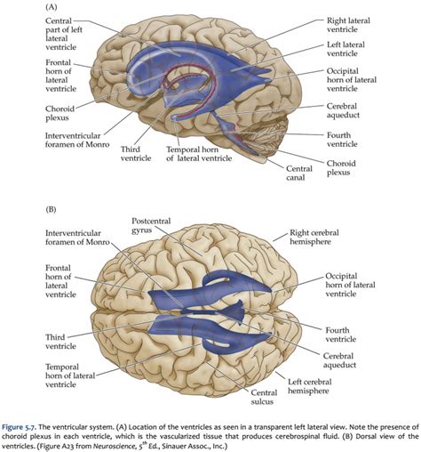 Hippocampus anatomy diaram - lalafant