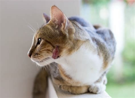 Bacterial Infection (Pyoderma) of the Skin in Cats | PetMD