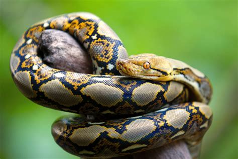 Python | Snake, Characteristics, Habitats, & Facts | Britannica