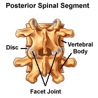 Understanding Spinal Anatomy: Facet Joints