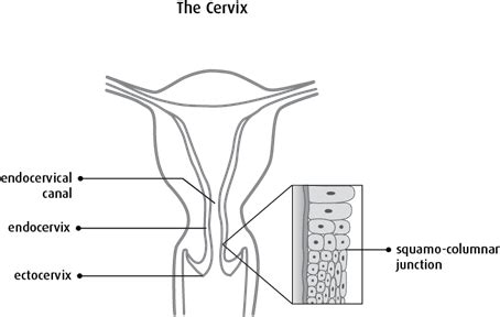 The cervix | Canadian Cancer Society