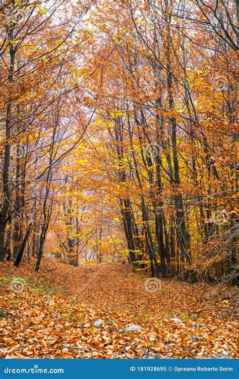 Autumn Forest of Birch Trees Stock Image - Image of dried, flora: 181928695