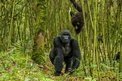 Gorilla vs chimpanzee: Can You Tell the Difference – Tulambule Uganda ...