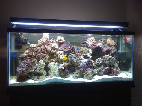 How to Set Up a 55 Gallon Saltwater Aquarium? - Fishn Addiction