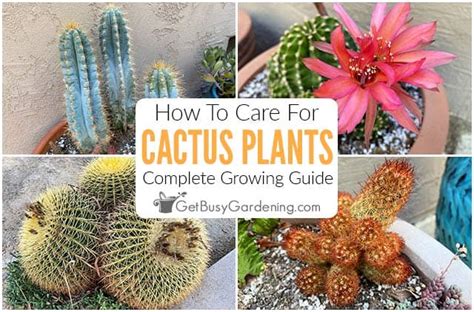 Cactus Care & Complete Growing Guide - Get Busy Gardening