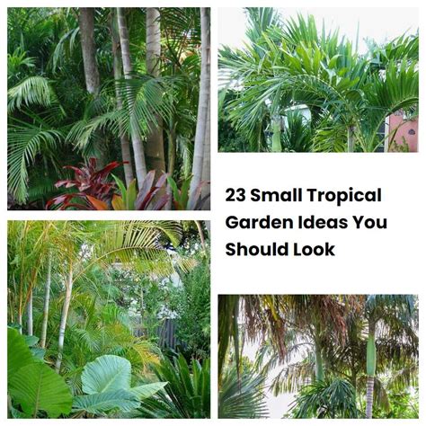 23 Small Tropical Garden Ideas You Should Look | SharonSable