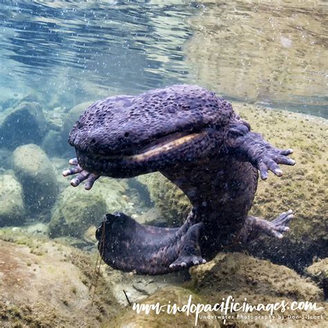 Photographing the Japanese Giant Salamander | Indopacificimages