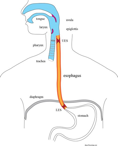 Esophagus Anatomy Diagram