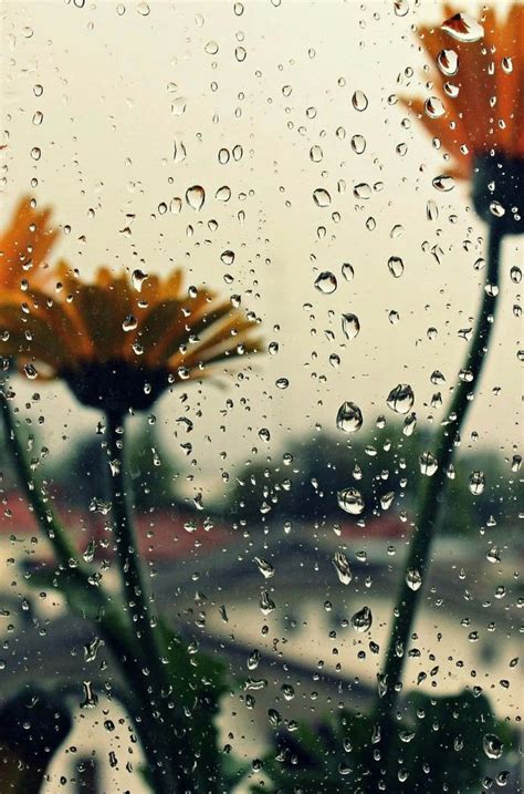 Download Raindrops On A Window With Flowers Wallpaper | Wallpapers.com