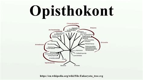 Opisthokont - YouTube