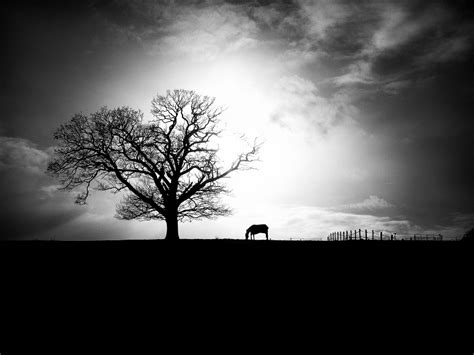 Black and White Landscapes