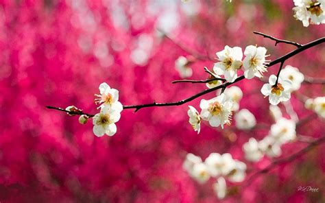 🔥 [130+] Cherry Blossom Desktop Wallpapers | WallpaperSafari