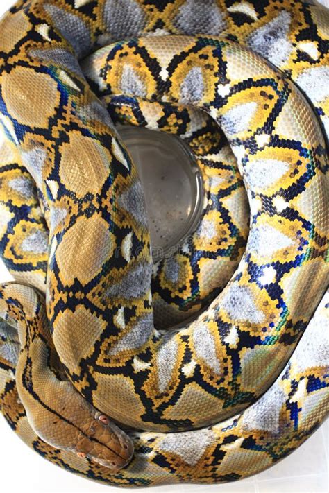 Reticulated Python Python Reticulatus Stock Image - Image of ball ...