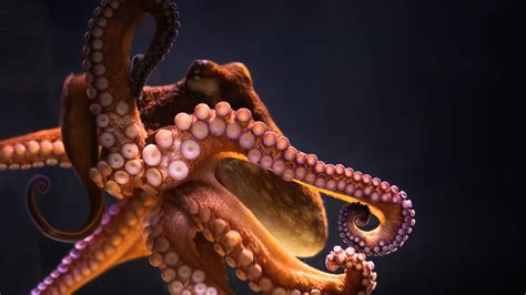 Octopus Wallpapers - Top Free Octopus Backgrounds - WallpaperAccess