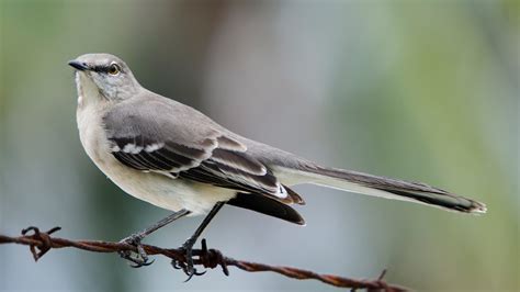 Species Spotlight: Northern Mockingbird