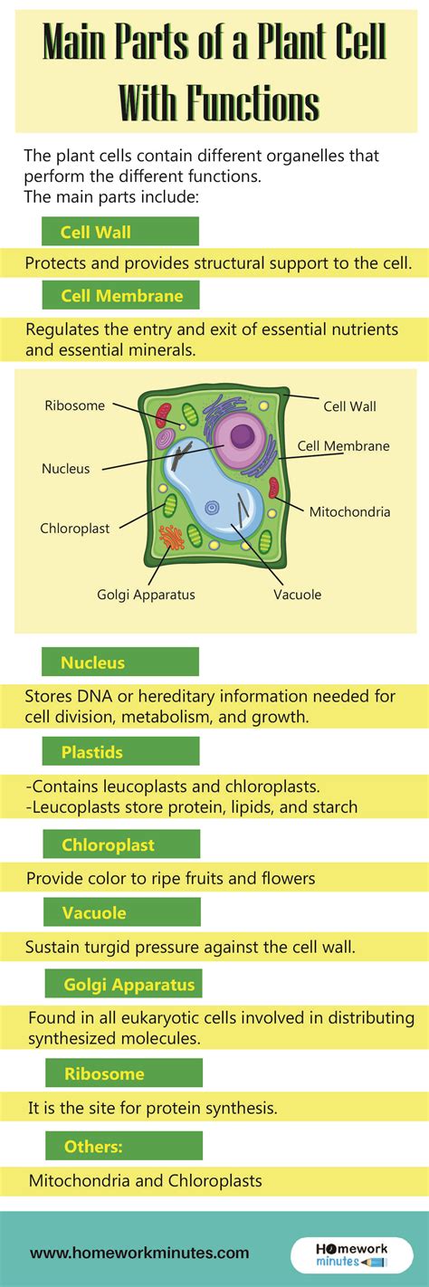 Parts Of Plant Cell And Its Functions | Reviewmotors.co