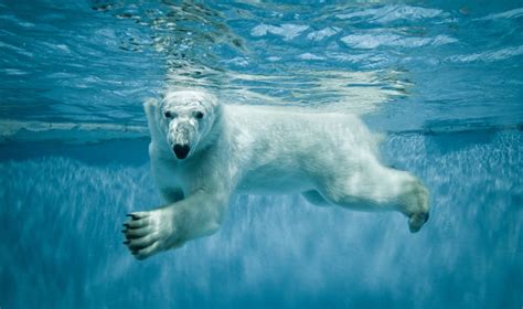 Polar Bear Pictures: Stunning Photos of Polar Bears - Life in Norway