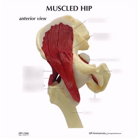 hip 1 Diagram | Quizlet