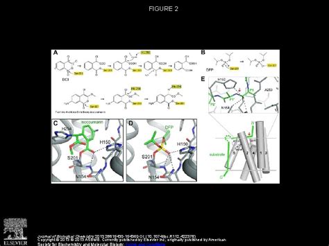 Structure and Mechanism of Rhomboid Protease Ya Ha