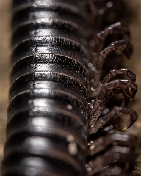 Millipede Photos, Download The BEST Free Millipede Stock Photos & HD Images