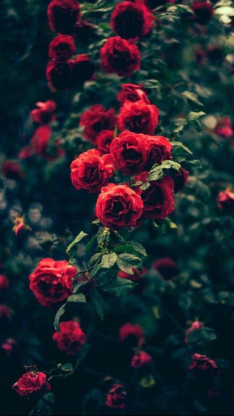 Rose iPhone Wallpapers - Top Free Rose iPhone Backgrounds - WallpaperAccess