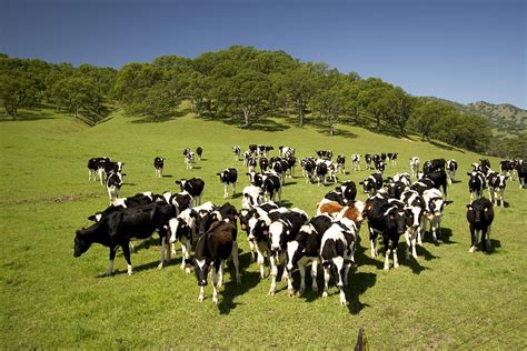 A Herd Of Cows Grazing On A Green Photograph by Phil Schermeister