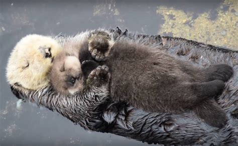 Sea Otters Holding Hands