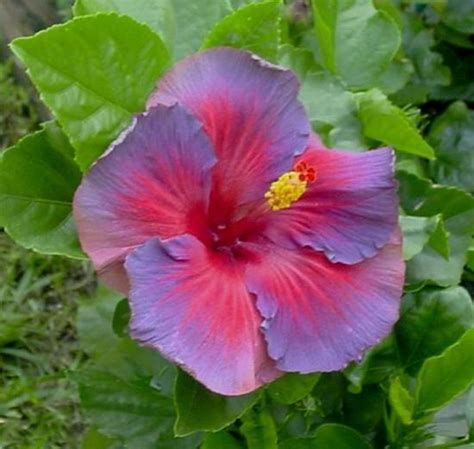 BLUE Gray Silver and purple hibiscus flowers